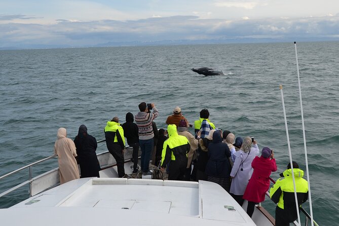 Whale Watching & Dolphin Yacht Cruise - Faxafloi Bay and why this cruise works so well