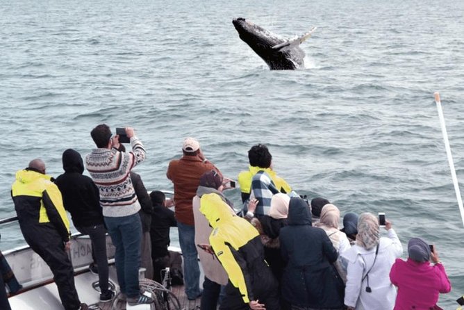 Whale Watching & Dolphin Yacht Cruise - The yachts: Harpa and Amelia Rose, and where to stand when it matters