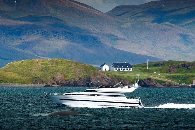 Whale Watching & Dolphin Yacht Cruise - How the guide spotting game actually works