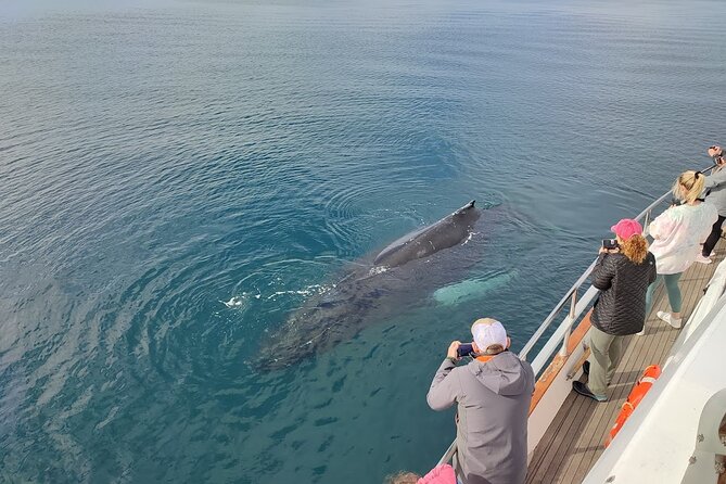 Whale Watching & Dolphin Yacht Cruise - Wildlife possibilities in Faxafloi Bay, and what to expect if you see less