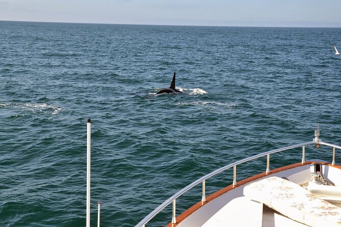 Whale Watching & Dolphin Yacht Cruise - Cold-weather comfort: blankets, warm decks, and staying on your feet