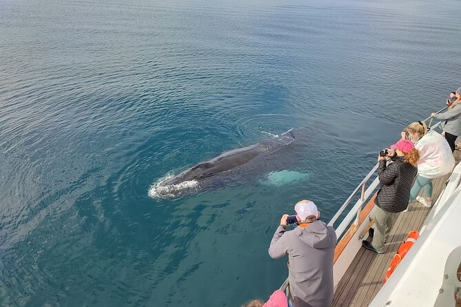 Whale Watching & Dolphin Yacht Cruise - Photos and Wi-Fi: sharing your Iceland whale moment in real time