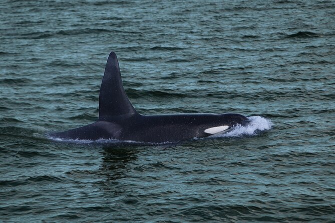 Whale Watching & Dolphin Yacht Cruise - Price and value: what $108.61 buys you in the real world