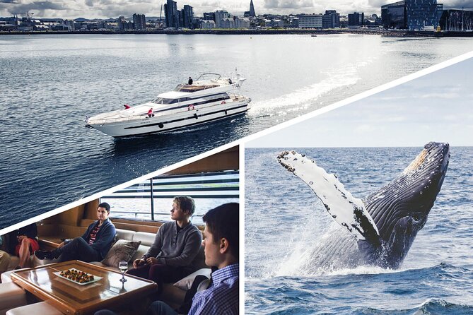 Whale Watching & Dolphin Yacht Cruise - From Old Harbor House to the open water: what the flow feels like