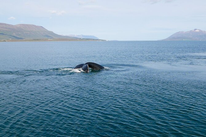 Whale Watching from Akureyri Port - Whale Watching From Akureyri Port, Why This Route Works