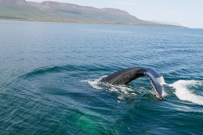Whale Watching from Akureyri Port - Hauganes Stop: Timing, Sightings, and Comfort on Chilly Water