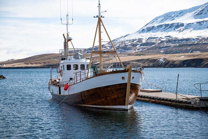 Whale Watching from Akureyri Port - Price, Group Size, and Value for Cruise Passengers