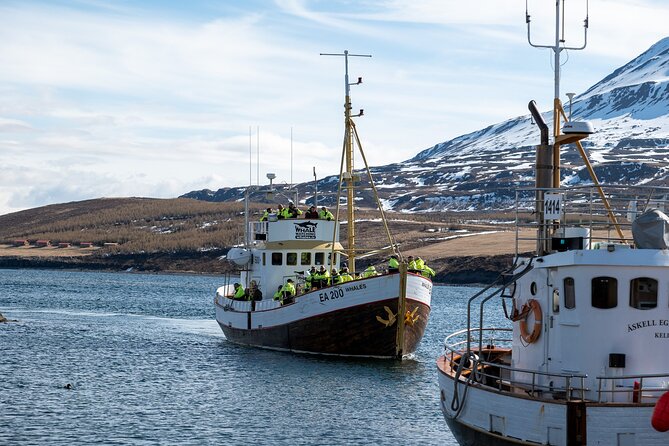 Whale Watching from Akureyri Port - Weather, Crowds, and How to Get Better Views