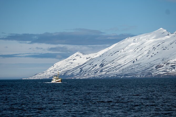 Whale Watching from Akureyri Port - What You Learn to Appreciate About This Tour Style