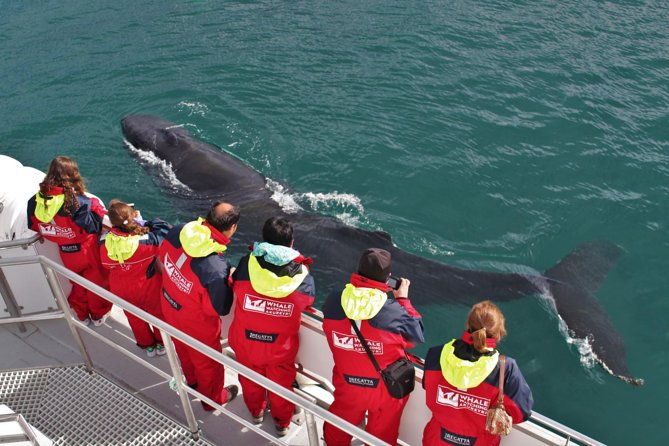 Whale Watching from Downtown Akureyri - Key things to know before you board