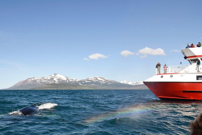 Whale Watching from Downtown Akureyri - Your warm spot game plan, windows, decks, and provided gear