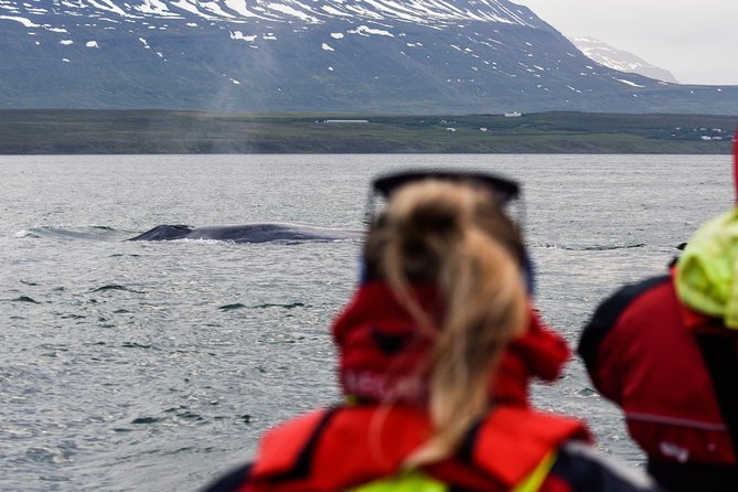 Whale Watching from Downtown Akureyri - Price and value at around $104 for a 3-hour cruise