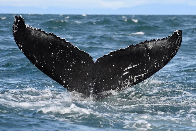 Whale Watching from Downtown Akureyri - Logistics you’ll feel, no pickup, meet at Oddeyrarbót