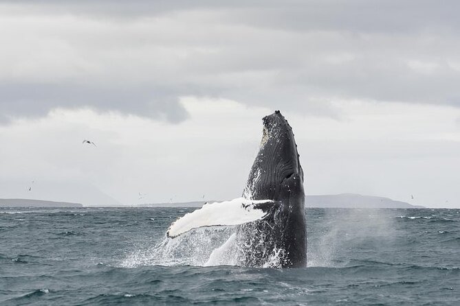 Whale Watching from Downtown Akureyri - How the crew turns scanning into better odds