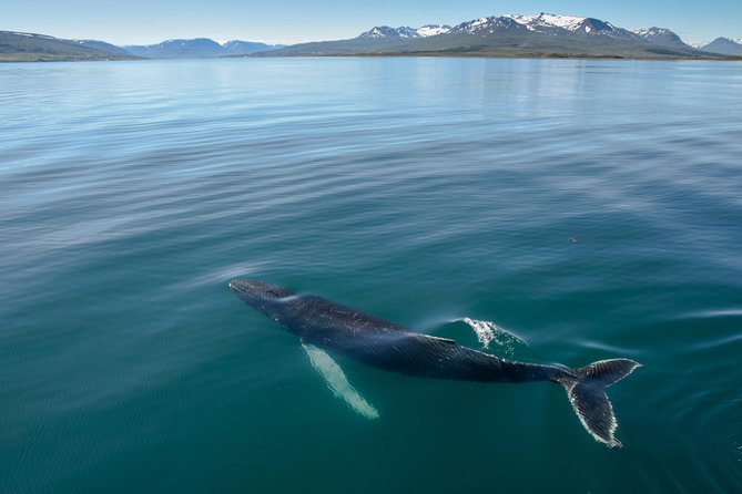 Whale Watching from the Heart of Akureyri - Quick hits before you go