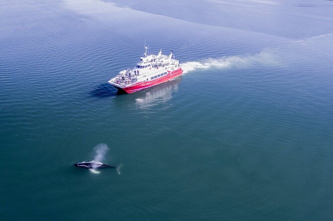 Whale Watching from the Heart of Akureyri - Price, duration, and what you get for about $112