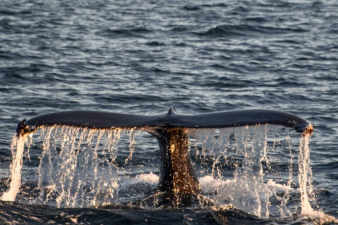 Whale Watching from the Heart of Akureyri - The 3-hour rhythm: meeting at Elding and working Eyjafjörður