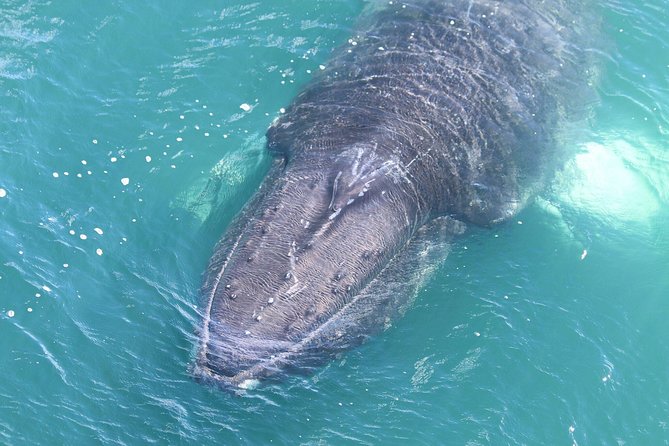 Whale Watching from the Heart of Akureyri - What whales you can realistically see in this fjord