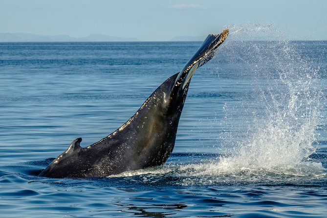 Whale Watching from the Heart of Akureyri - How the guide talk changes your experience
