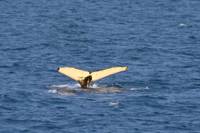 Whale Watching from the Heart of Akureyri - What to wear and how to handle wet, windy deck time