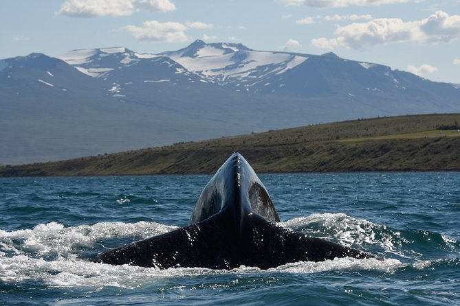 Whale Watching from the Heart of Akureyri - Watching from every side: captain positioning and visibility