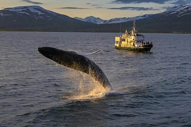 Whale Watching from the Heart of Akureyri - Boat comfort you will actually notice in Iceland