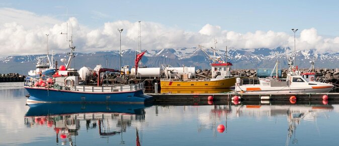 Whale Watching in Husavik - Key Things To Know Before You Go