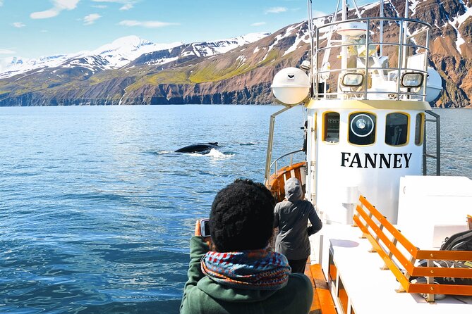 Whale Watching in Husavik - Skjálfandi Bay: Why Húsavík Is Built for Whale Watching