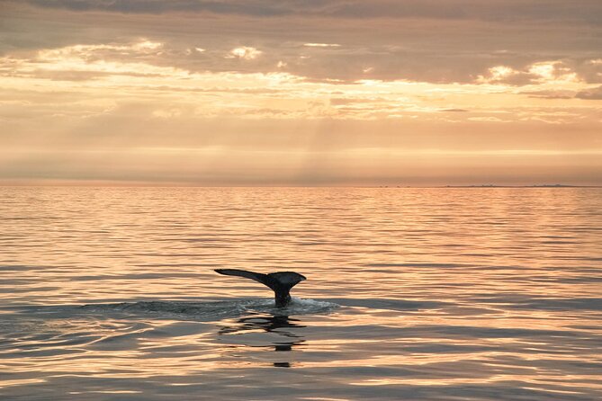 Whale Watching in Husavik - Warmth, Snacks, and the Húsavík Whale Museum Discount