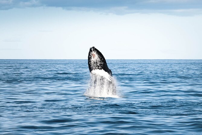 Whale Watching in Husavik - Clothing and Motion-Sickness Tips That Actually Matter