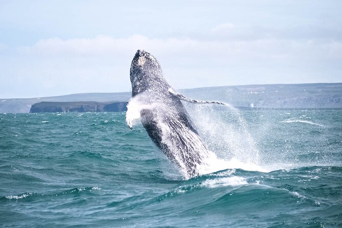 Whale Watching in Husavik - On a Traditional Oak Boat: How the 3-Hour Ride Feels