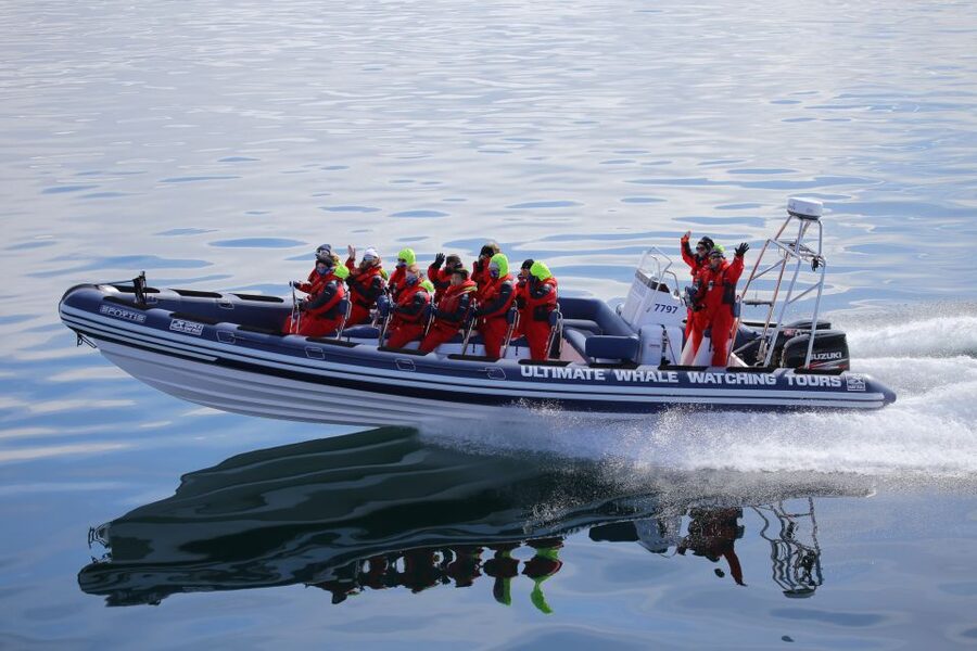 Whale Watching in Reykjavik by Speedboat - Key highlights you will feel right away