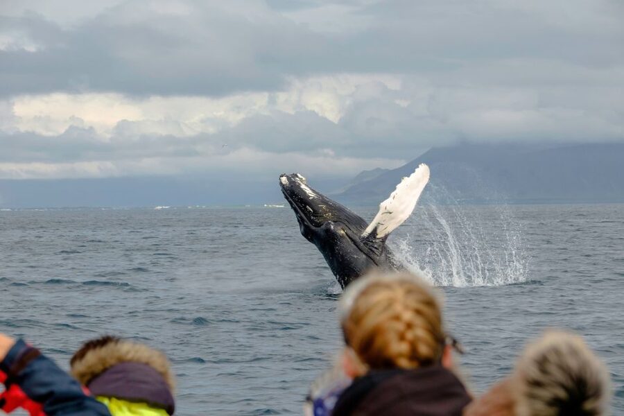 Whale Watching in Reykjavik by Speedboat - Where This Fits in Your Iceland Day