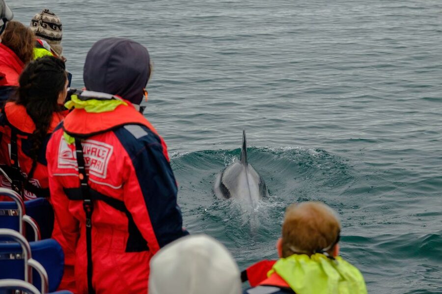 Whale Watching in Reykjavik by Speedboat - Reykjavik Whale Watching From Old Harbour, Fast and Up Close
