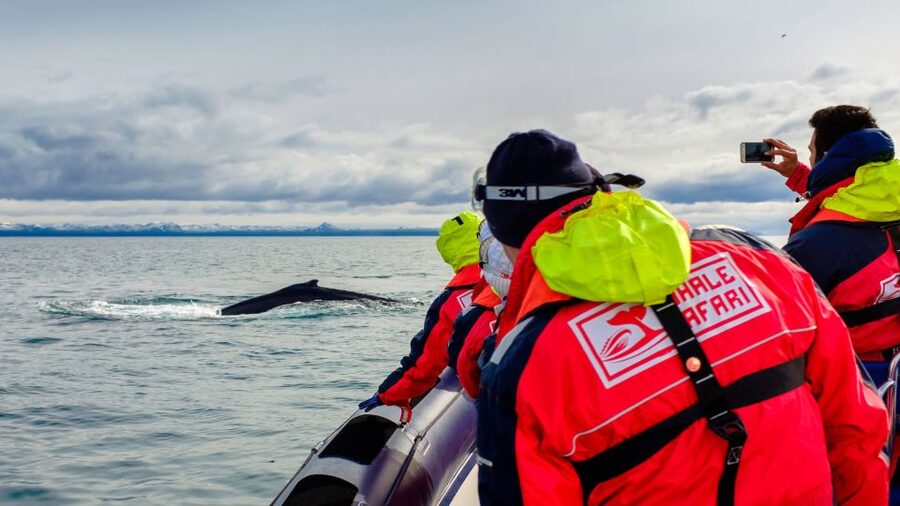 Whale Watching in Reykjavik by Speedboat - Wildlife Chances: Whales, Dolphins, Seabirds, and Puffins