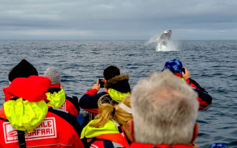 Whale Watching in Reykjavik by Speedboat - Your 2-Hour Route, What Happens When