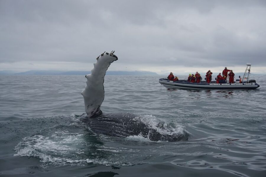 Whale Watching in Reykjavik by Speedboat - Guides and Captains: Why the Staff Quality Matters