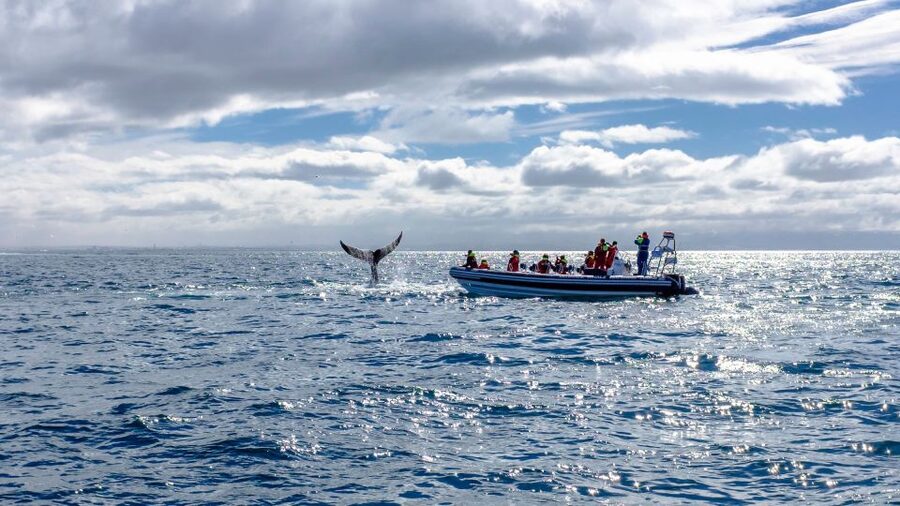 Whale Watching in Reykjavik by Speedboat - The Comfort and Motion Question: Who Should Consider It