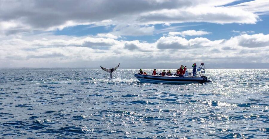 Whale Watching in Reykjavik by Speedboat - Price and Value: Is $200 Worth It?