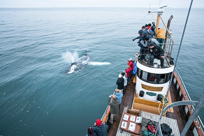 Whale Watching on board a Traditional Oak Boat from Árskógssandur - Key things to know before you go