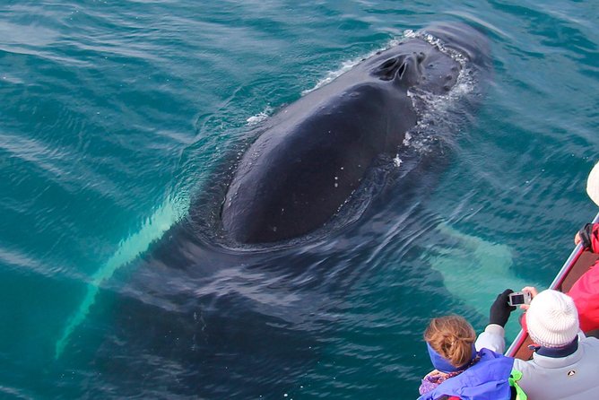 Whale Watching on board a Traditional Oak Boat from Árskógssandur - Price and value: why $99 is reasonable for this kind of fjord time