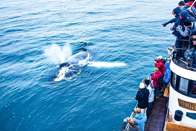 Whale Watching on board a Traditional Oak Boat from Árskógssandur - Who this tour is best for, and who might want to think twice