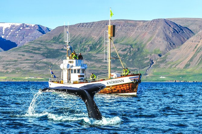 Whale Watching on board a Traditional Oak Boat from Árskógssandur - What the 2.5-hour cruise feels like from boarding to return