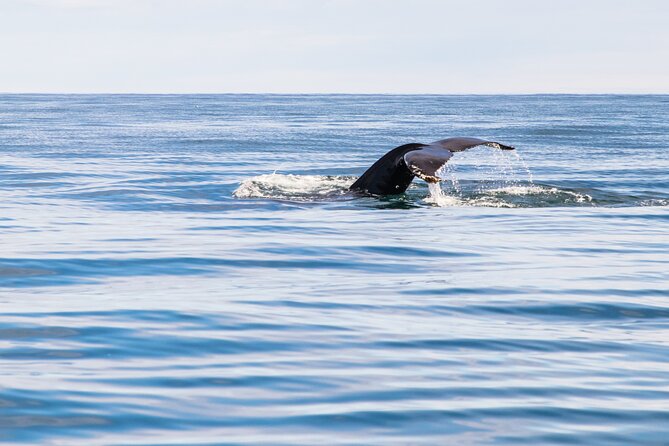 Whale Watching Tour from Akureyri City Central - Finding the Boat at Strandgata and Settling In Fast