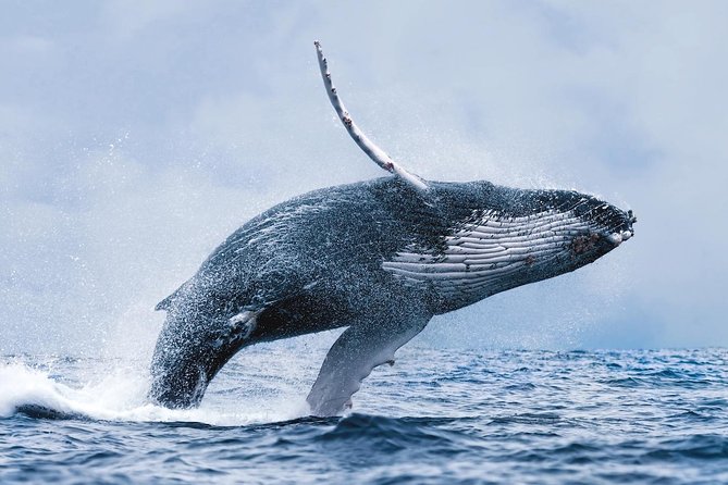 Whale Watching Tour with Professional Guide from Reykjavik - Geirsgata 11 check-in and getting comfortable before you even leave the dock