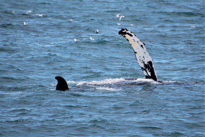 Whale Watching Tour with Professional Guide from Reykjavik - Harpa, Mount Esja, and the Snæfellsnes view: why this boat trip is still worth it