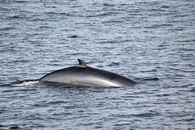 Whale Watching Tour with Professional Guide from Reykjavik - Seating choice and the up-to-198 guest limit: how to pick the best spot
