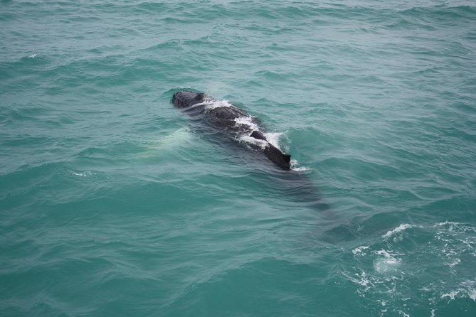 Whale Watching Tour with Professional Guide from Reykjavik - Value at about $97 per person: paying for comfort, guidance, and a second chance