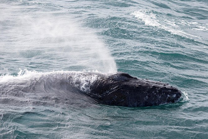 Whale Watching Tour with Professional Guide from Reykjavik - What can go wrong, and how to protect your experience