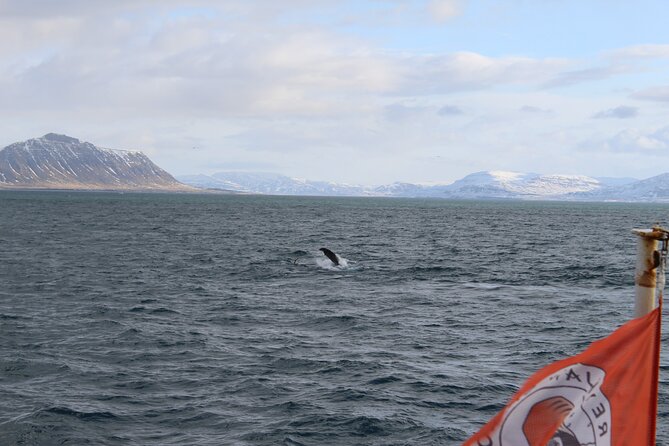 Whale Wonders Morning Expedition from Reykjavík - Key Things I’d Watch For on This Tour